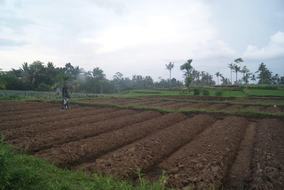 Harris Ijen Crater Homestay Tamansuruh Exterior foto